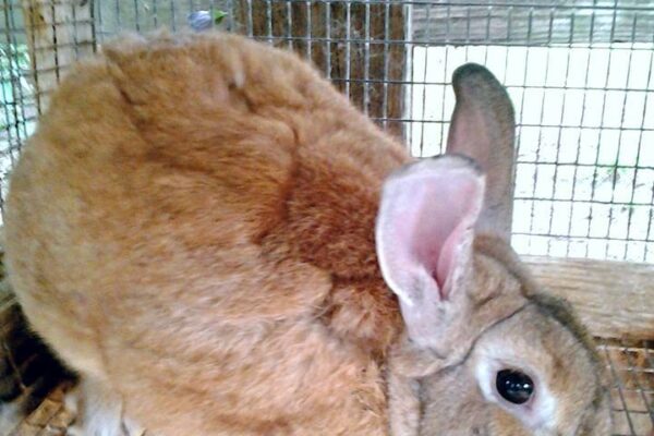 brown rabbit at petting zoo