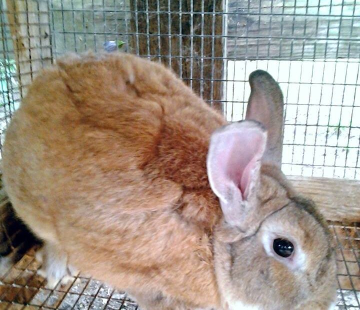 brown rabbit at petting zoo