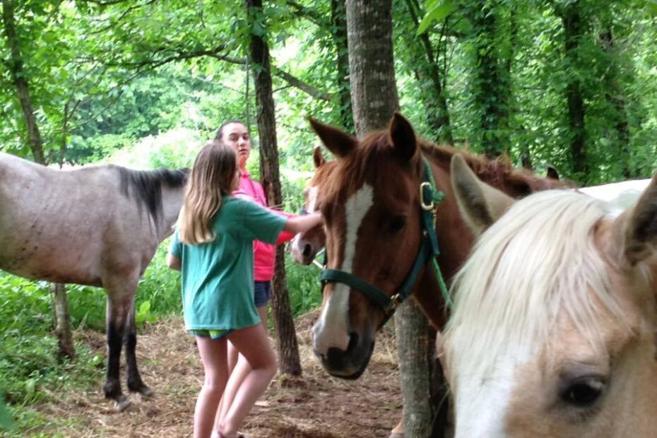 girl petting horses