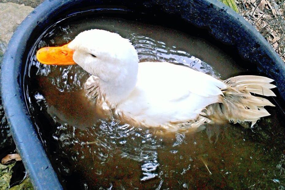 duck in water at petting zoo