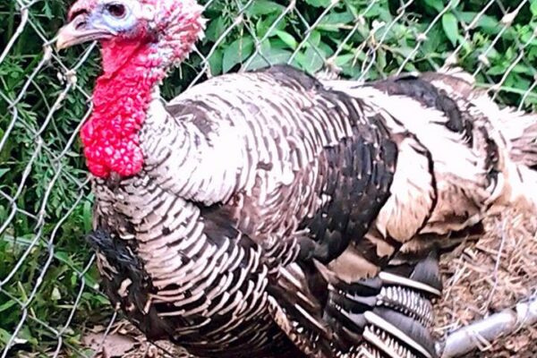 turkey at petting zoo