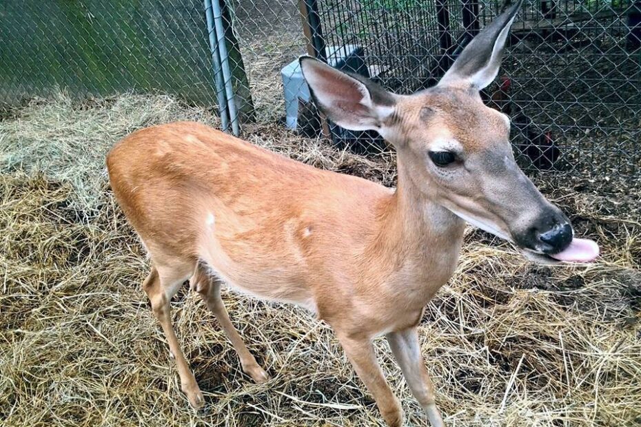 deer at petting zoo