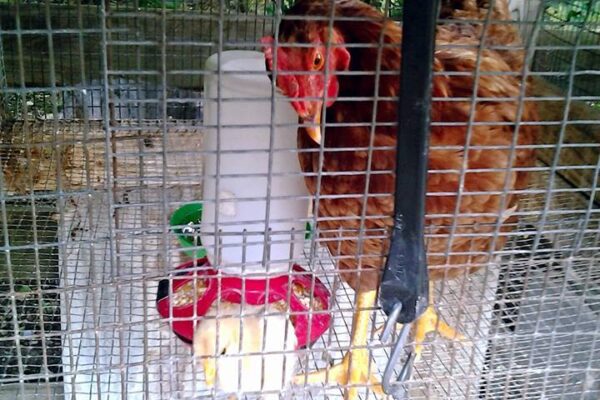 chicken in petting zoo pen