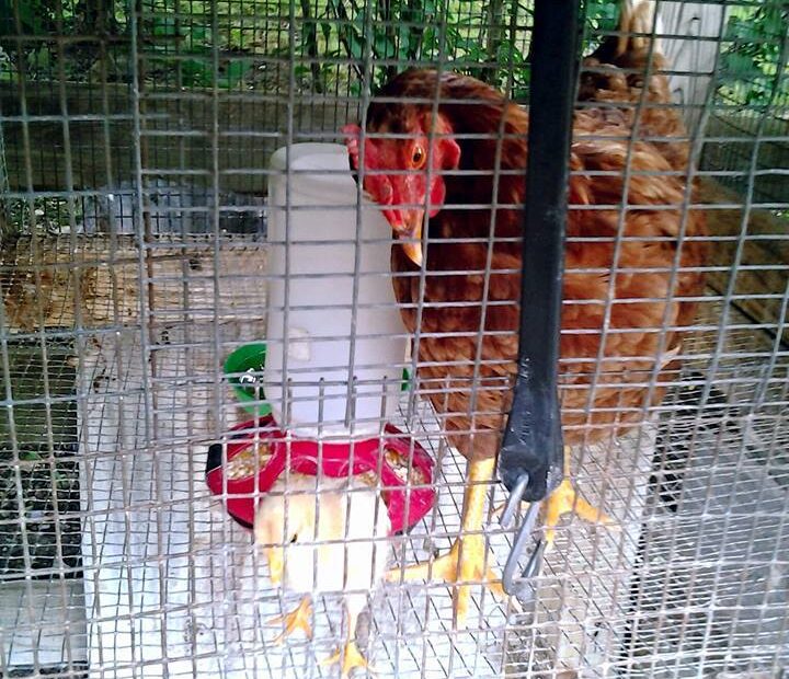 chicken in petting zoo pen