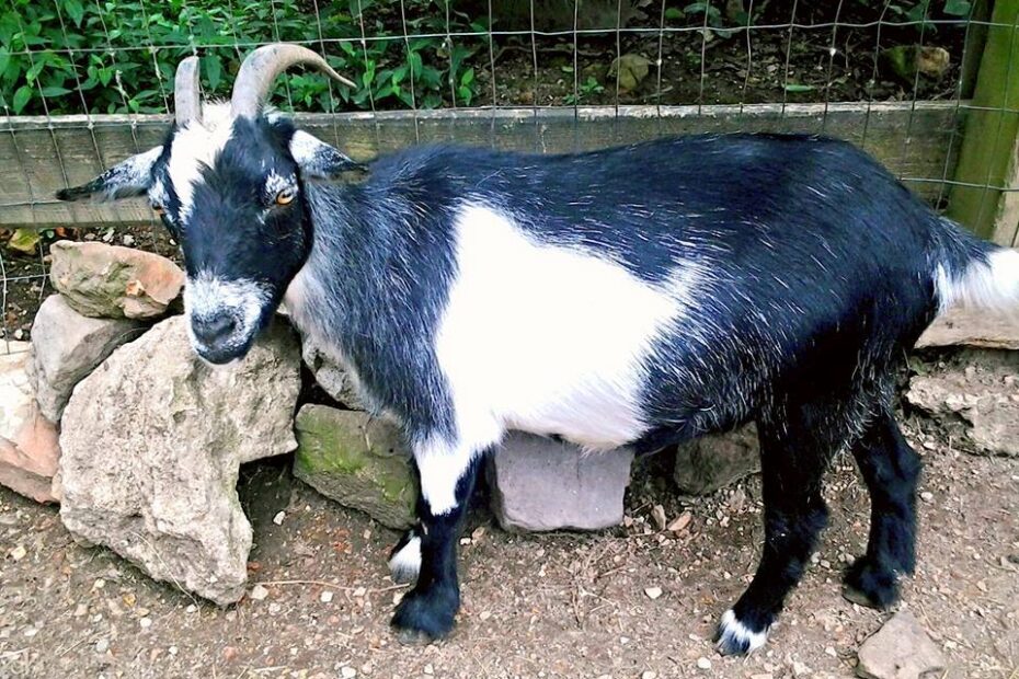 black and white pygmy goat