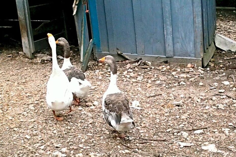 geese in petting zoo