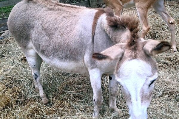 small donkey